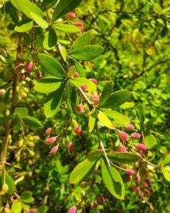 Berberis Vulgaris: Uses, Dosage, Benefits & Side Effects.